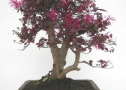 Loropetalum