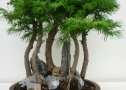 Larix bos