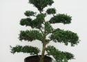 Ilex crenata tuinboom