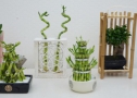 Mix doos bonsai + lucky bamboo