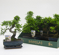 groothandel-bonsai-bonsai