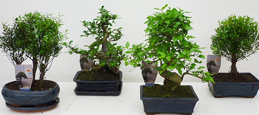 sierteelt-bonsai-binnen